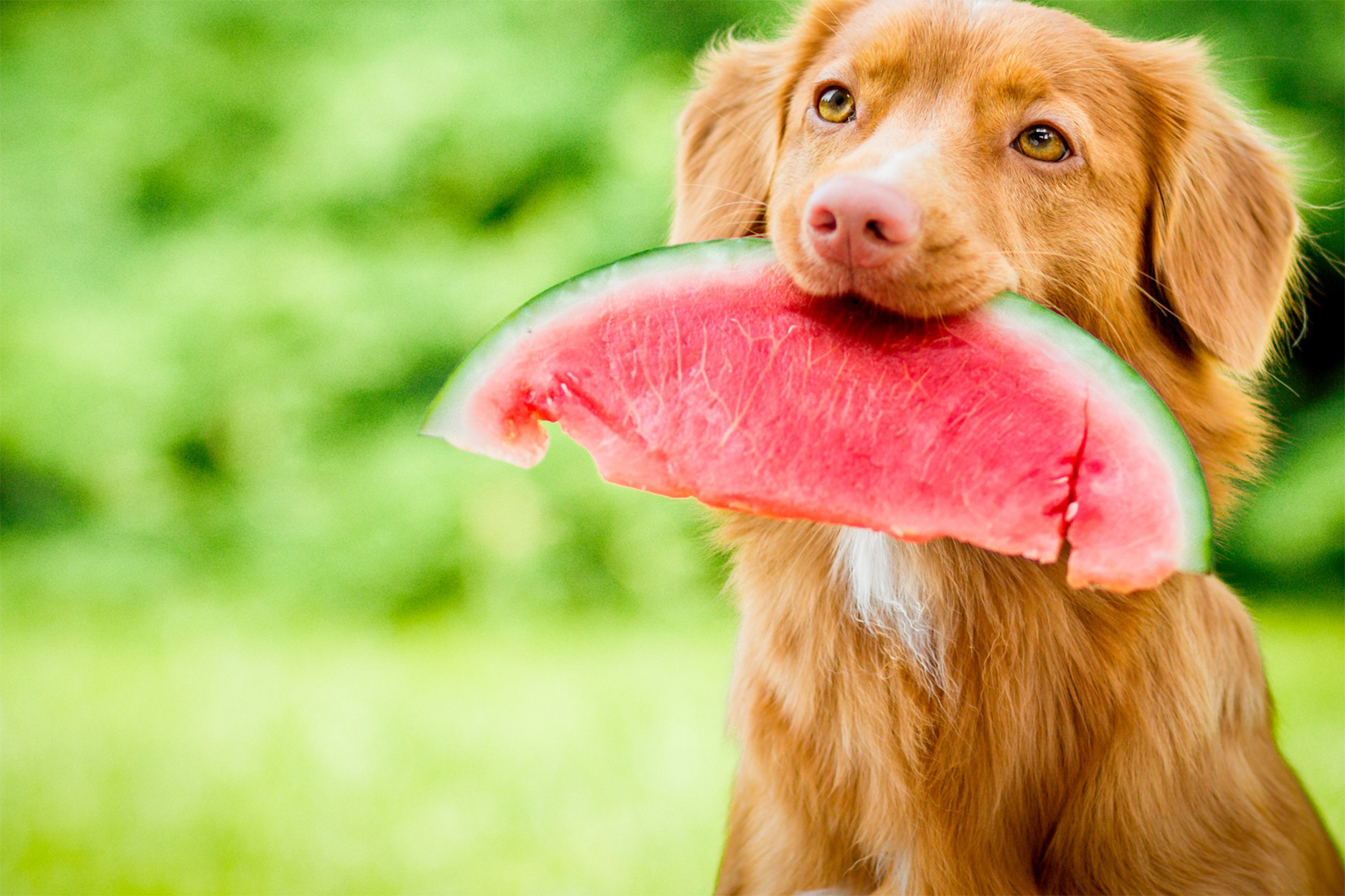Sobras para tu perro? Dieta te lo explicamos desde Raw&Pets, dieta BARF, la comida natural más natural para tu perro y gato